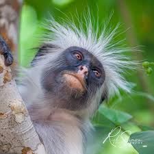 Red Colobus Monkeys